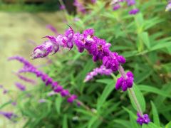 -三圣花乡旅游区