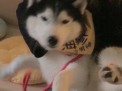 -Husky Go! 哈士奇体验馆·宠物咖啡厅狗咖