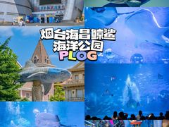 -烟台海昌鲸鲨海洋公园