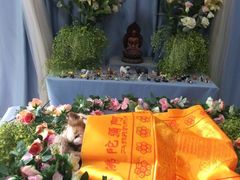 -彩虹桥宠物火化殡葬善终服务(金乐大厦店)