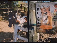 -神户市立六甲山牧场