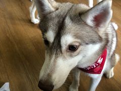 -Husky Go! 哈士奇体验馆·宠物咖啡厅狗咖