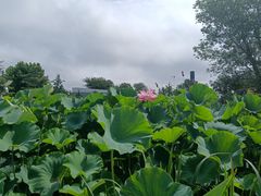 -鉴湖国家城市湿地公园