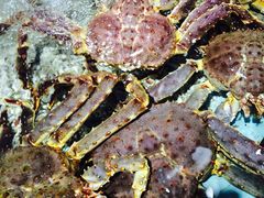 -渔民新村(番禺总店)