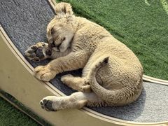 -鄂尔多斯野生动物园