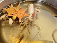 -千岛蚝高压锅生蚝·人参火锅(白云万达店)