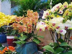 -双季花艺园艺市场(浦东店)