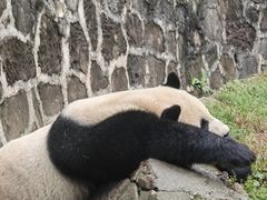 -都江堰中华大熊猫苑