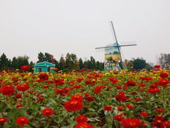 -荷兰花海
