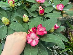 -双季花艺园艺市场(浦东店)