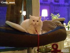 -Babycat私家御饼屋(龙头路一店)