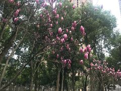 -重庆市江北嘴中央商务区中央公园