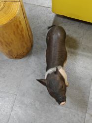-神奇动物撸宠馆·羊驼·小浣熊·异宠(豫园店)