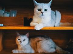 -伟伟宠物医院·CT影像中心·瑞派犬猫综合性门诊(汉口总院)