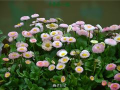 -米果果小镇