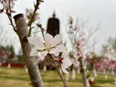 -西海子公园
