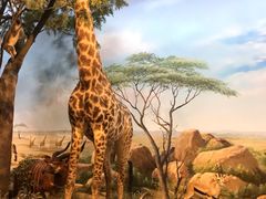 -陕西自然博物馆