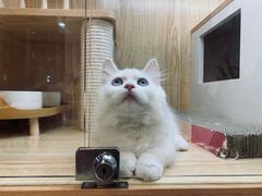 -山宅一喵德文卷毛猫舍