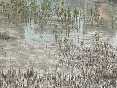 -北海金海湾红树林生态旅游区