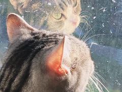 -猫猫幼稚园·撸猫·桌游·电玩