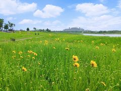 -洪湖湿地生态园