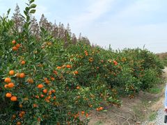 -上海长兴岛郊野公园