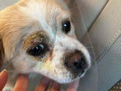 -乖乖乐动物医院(小汤山分院)