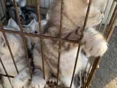 -中环花鸟鱼虫市场