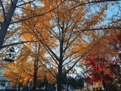 -泰州凤城河风景区-泰山公园