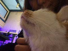 -Sirena海妖日咖夜酒