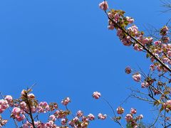 -上海滨江森林公园