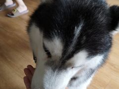 -Husky Go! 哈士奇体验馆·宠物咖啡厅狗咖