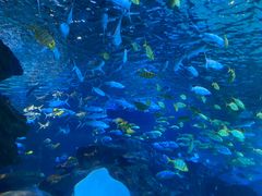 -太平洋海底世界