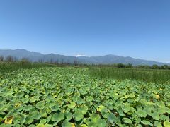 -野鸭湖国家湿地公园