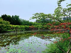 -嘉定紫藤园