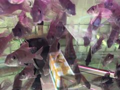 -秦美花卉(天朗·莱茵小城2期店)