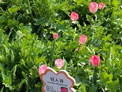 -荷兰花海