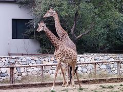 -北京野生动物园