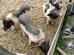 -前小桔亲子创意农场·草莓采摘·露营烧烤