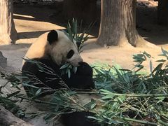 -都江堰中华大熊猫苑