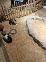 -酷嗒动物文化乐园(cutezoo西溪乐天城店)