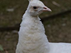 -黔灵山公园
