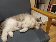 -滚猫咖啡·猫咖·猫友好撸猫(未来城店)