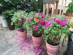 -秦美花卉(天朗·莱茵小城2期店)