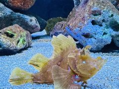 -上海海洋水族馆