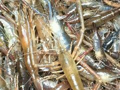 -八仔大富楼·河鲜(西江店)