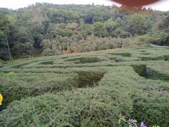 -大屏嶂森林公园