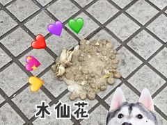 -爱侣宠医·鹦鹉专科·小型哺乳类·异宠专科(灵石路店)