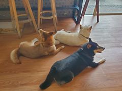 -柴犬高等学院·狗咖·柴犬售卖·宠物训练