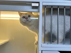 -十月米努特矮脚猫舍